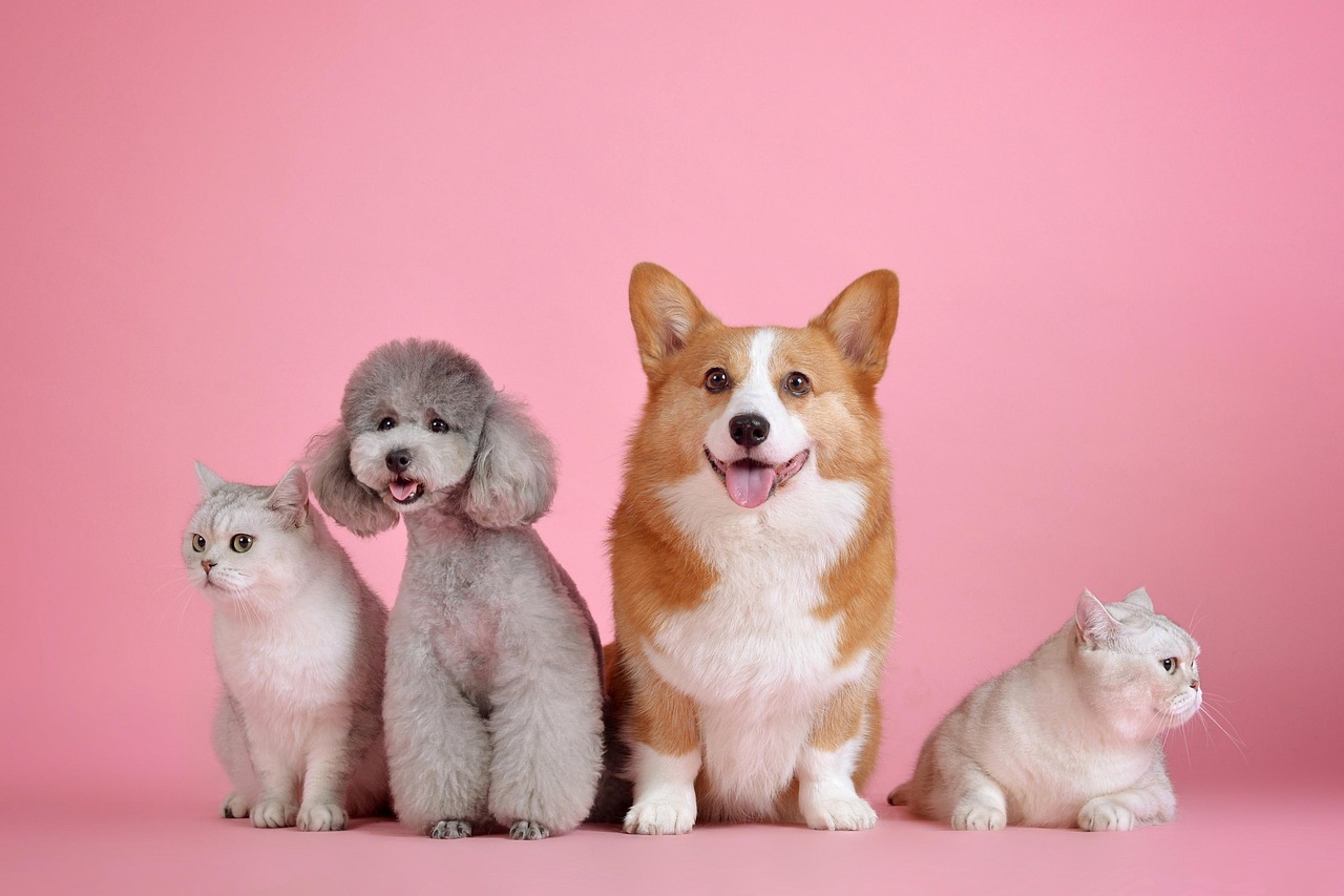 pets, animal, cat, nature, dog, animals, pet, mammals, canine, feline, friends