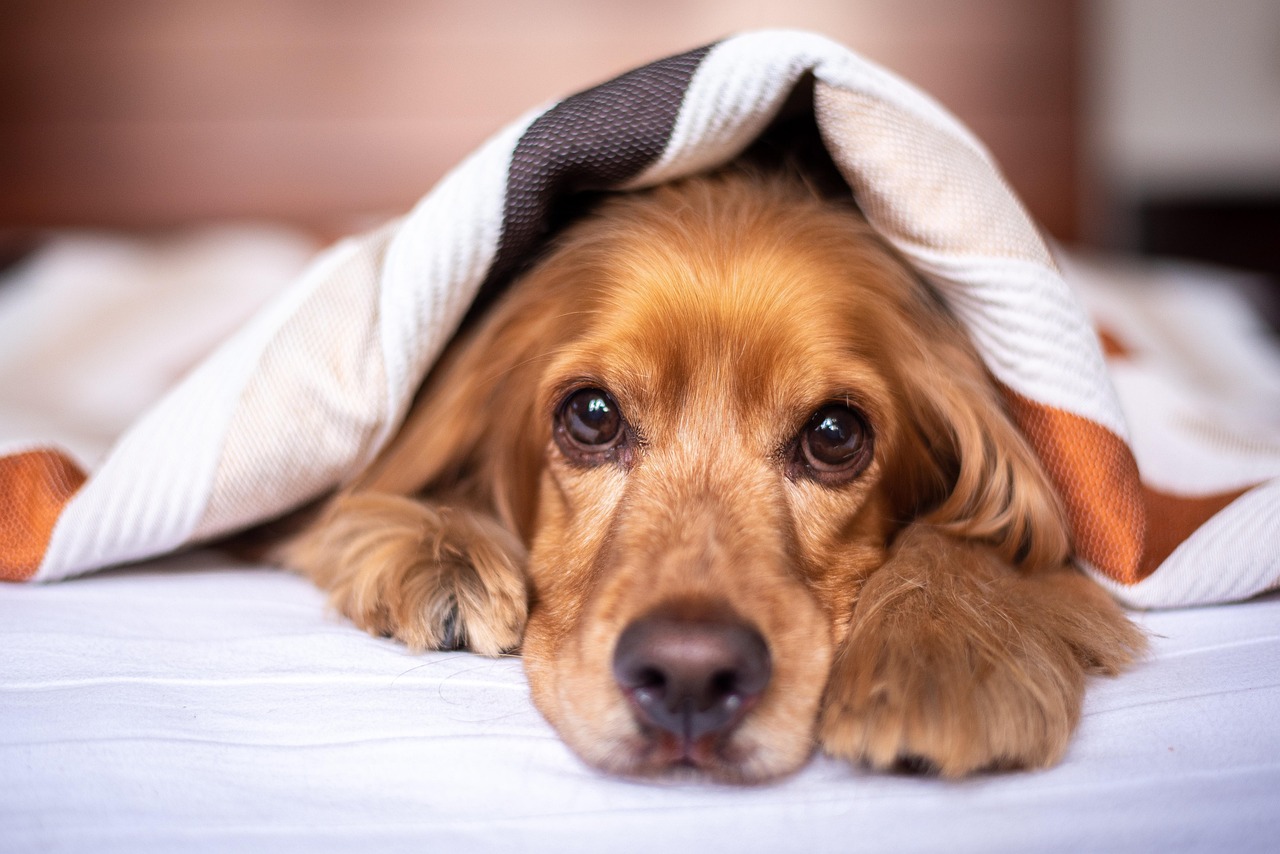 english cocker spaniel, dog, puppy, blanket, pet, pup, young dog, animal, domestic dog, purebred, furry, canine, mammal, friend, cute, adorable, bed, bedroom, nature, portrait